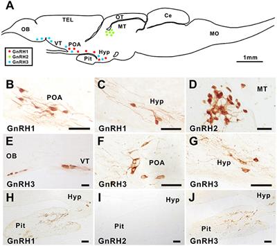 A Type IIb, but Not Type IIa, GnRH Receptor Mediates GnRH-Induced Release of Growth Hormone in the Ricefield Eel